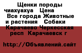 Щенки породы чиахуахуа › Цена ­ 12 000 - Все города Животные и растения » Собаки   . Карачаево-Черкесская респ.,Карачаевск г.